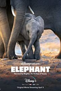 دانلود فیلم فیل 2020 Elephant + زیرنویس فارسی